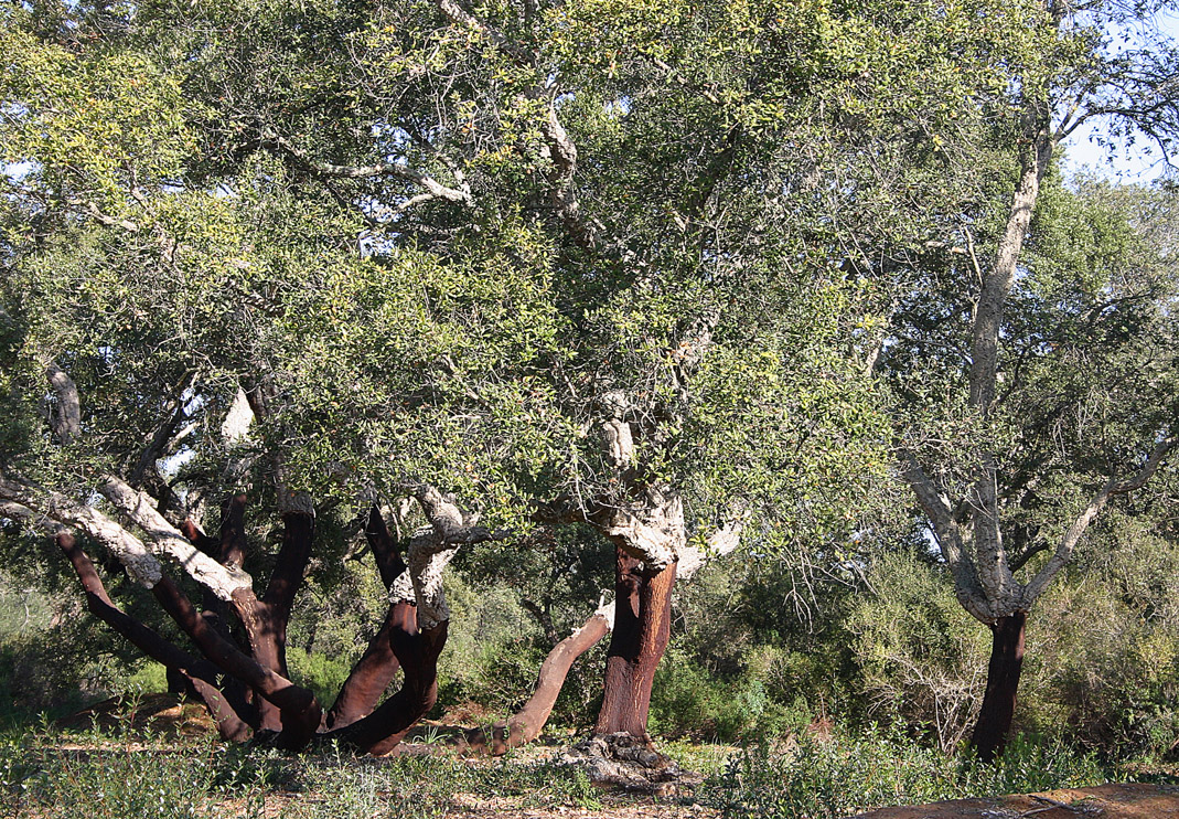 Borgo di Santo Pietro, le attività di riqualificazione Borgo di Santo Pietro, le attività di riqualificazione