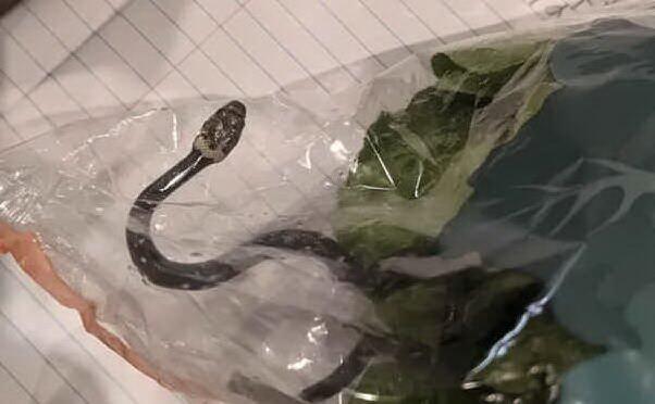 Trovano serpente velenoso in confezione di insalata fresca