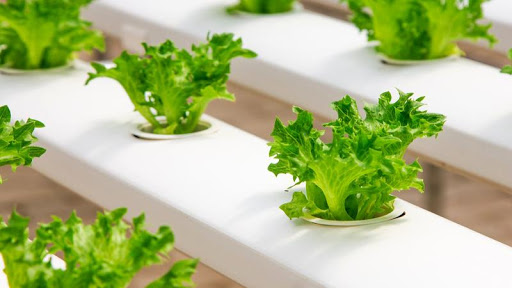 Enna, riqualificare il centro storico con l’agricoltura idroponica Enna, riqualificare il centro storico con l’agricoltura idroponica