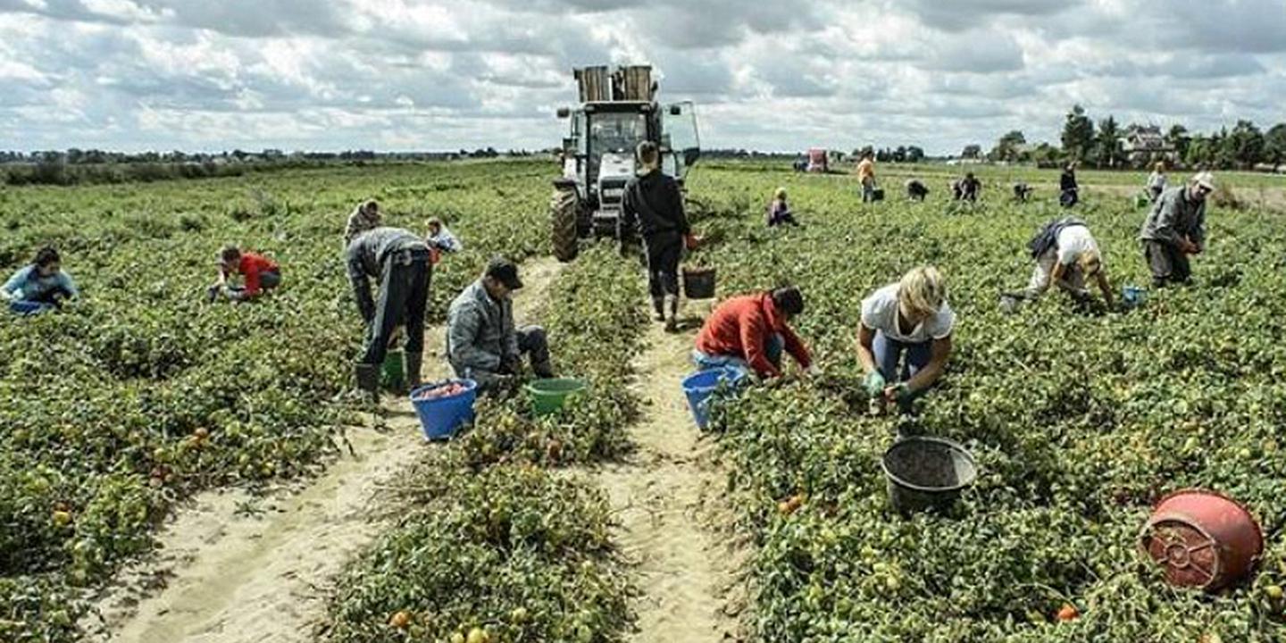 Senza volto né diritti, i nuovi schiavi che reggono l’agricoltura sommersa