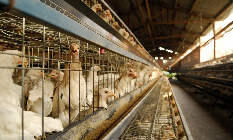 Virus, un altro allarme dalla Cina, “H5N8 può essere pericoloso”