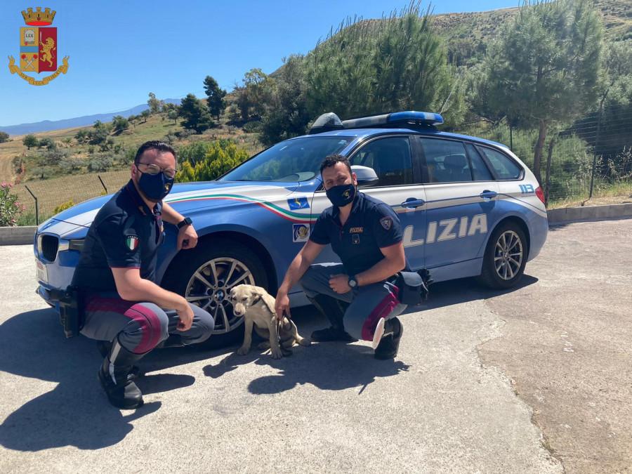 Catenanuova, cucciolo di cane salvato da polizia su austrada A19