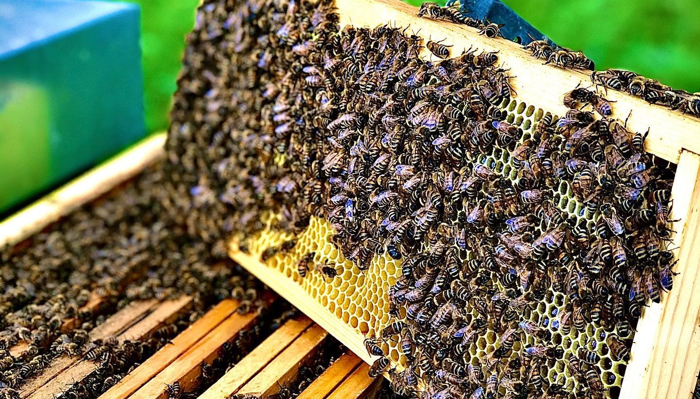 Apicoltura, in Sicilia via libera a bando da oltre un milione e trecentomila euro