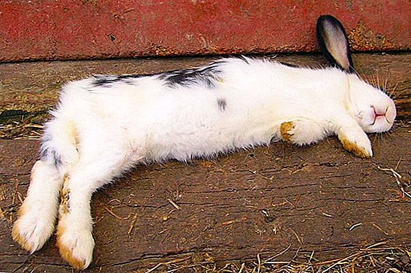 Trapani, lancia coniglio morto in cortile di casa per minaccia