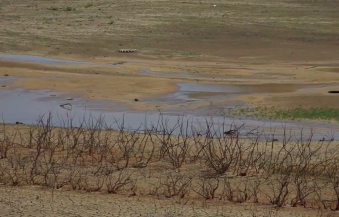 Moria pesci in diga svuotata, inchiesta Procura Enna