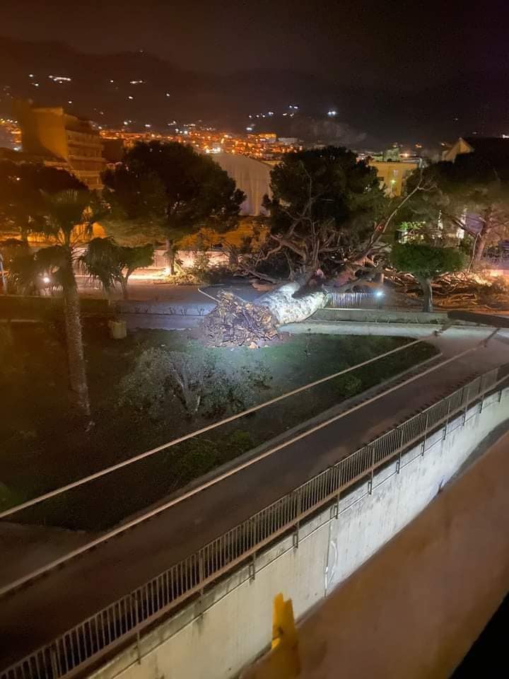 Crolla “U Pignu”, il pino secolare a Partinico, era simbolo paese Crolla “U Pignu”, il pino secolare a Partinico, era simbolo paese