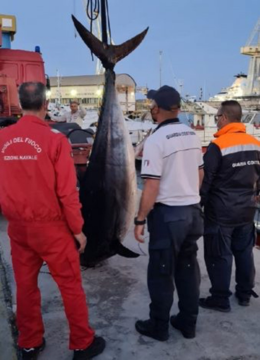 Tonno rosso pescato illegalmente, sequestro a Palermo