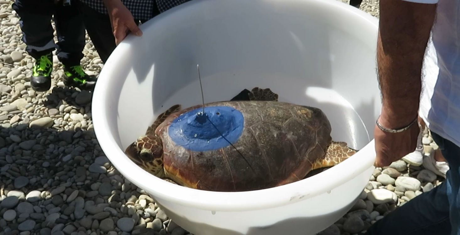 Termini Imerese, liberata in mare una tartaruga caretta caretta