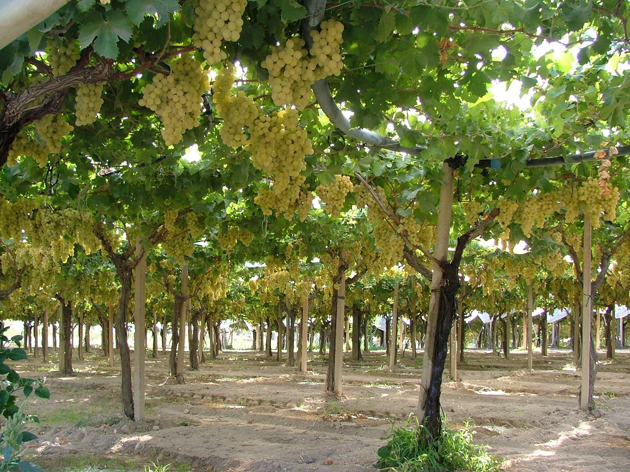 L’uva da tavola di Mazzarrone “minacciata” da varietà senza semi