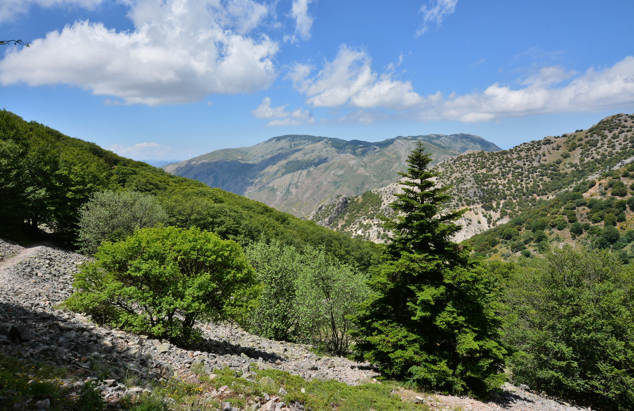 Il comitato Zone Franche Montane manifesta domani a Palazzo d’Orleans
