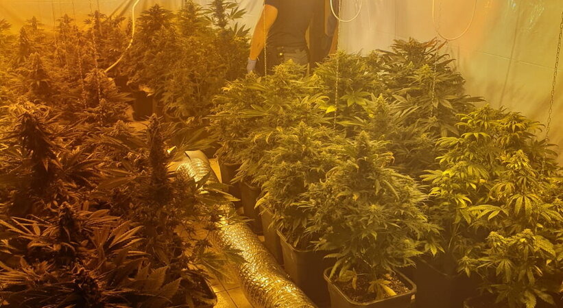 Palermo, fumo bianco da una casa, scoperta mega serra di marijuana