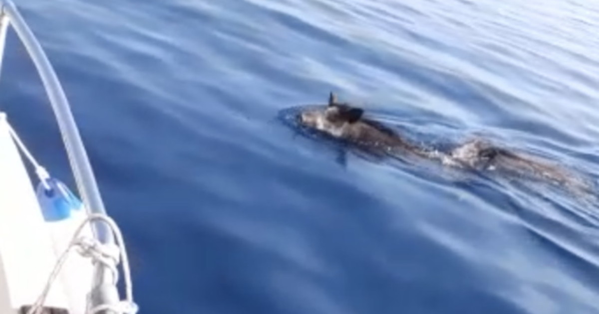 Cinghiali nuotano nel mare in Sicilia, l’incredibile scoperta