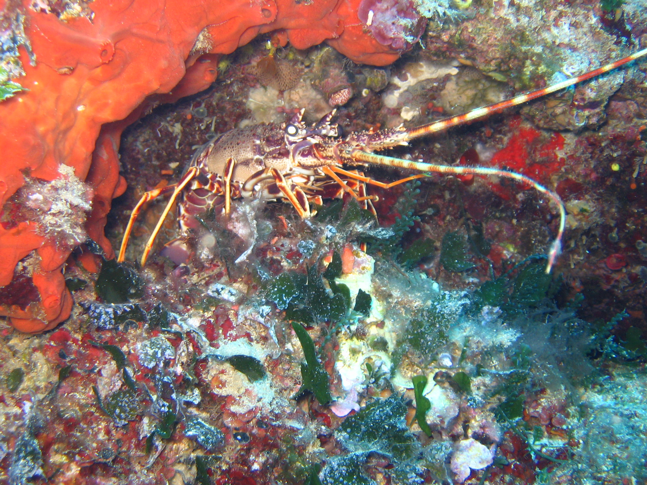 Biodiversità, l’aragosta mediterranea minacciata dalla pesca intensiva