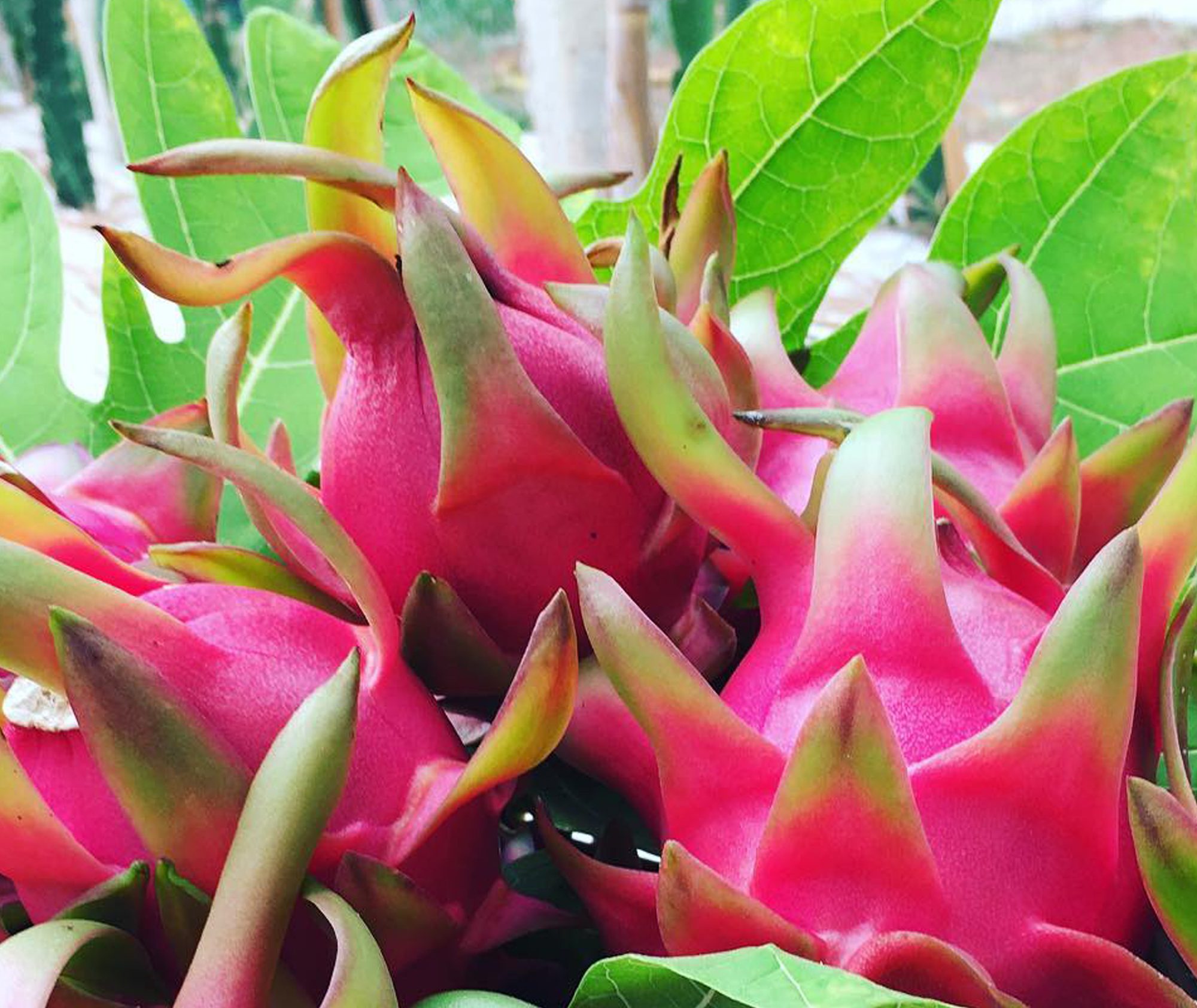 L’agricoltura siciliana sempre più tropicale