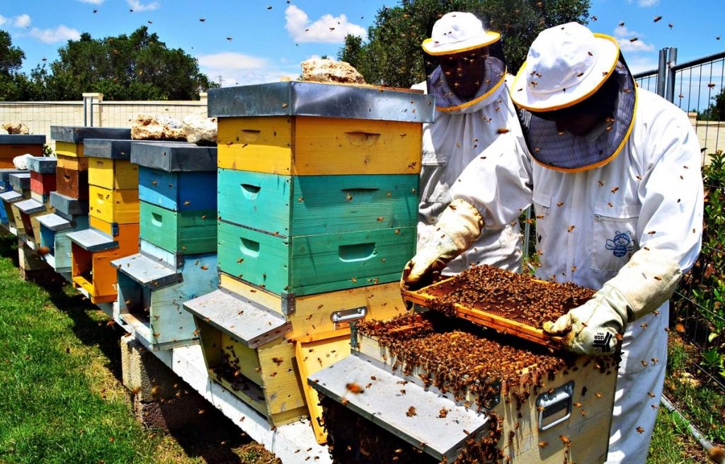 Apicoltura, più soldi dal Ministero per la Sicilia