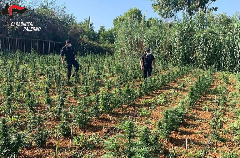Piantagione con 2000 piante di cannabis, un arresto a Monreale