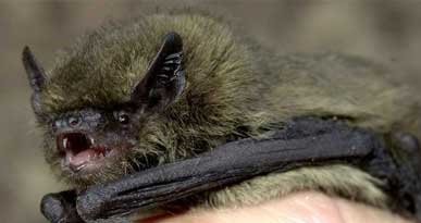 Pipistrelli vivi nel laboratorio di Wuhan, imbarazzo Oms