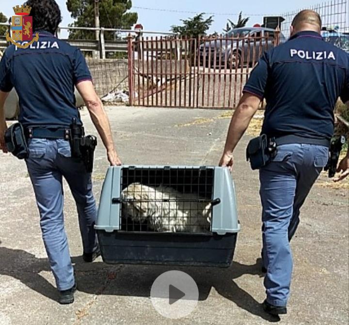 Nicosia, maltrattamenti animali, la Polizia segnala un 64enne