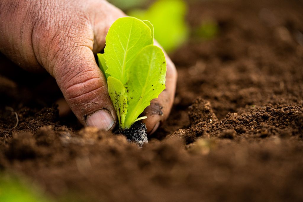 Nasce Consorzio Opi, il primo in Italia per la IV gamma Nasce Consorzio Opi, il primo in Italia per la IV gamma
