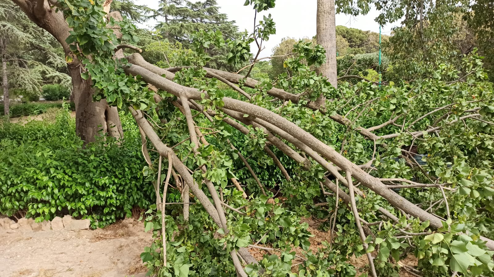 Palermo, crolla albero a Villa Niscemi, nessun ferito