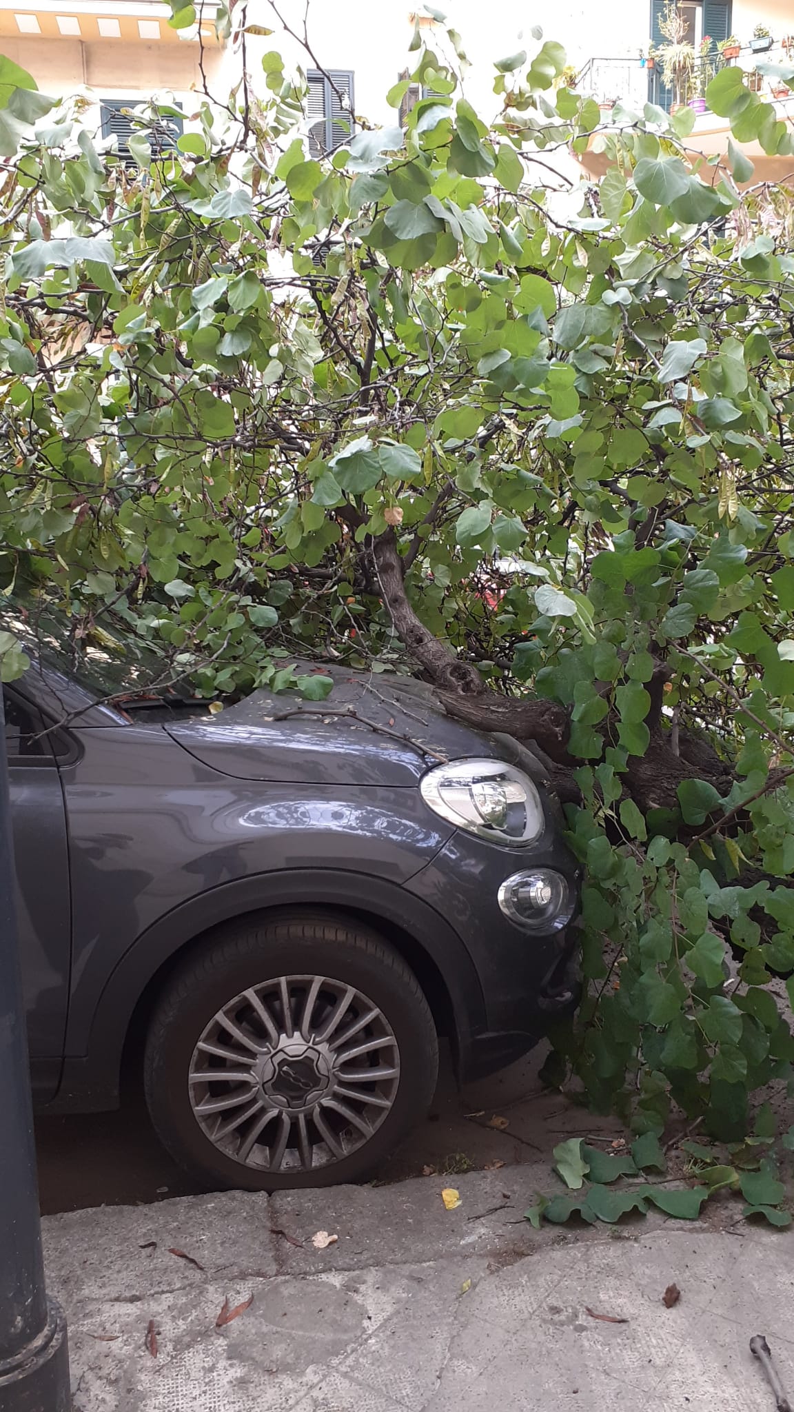 Palermo, crollano due alberi, uno finisce su un’auto