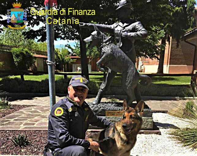 Catania, Gdf, Zaro va “in pensione”, l’infallibile cane antidroga Catania, Gdf, Zaro va “in pensione”, l’infallibile cane antidroga