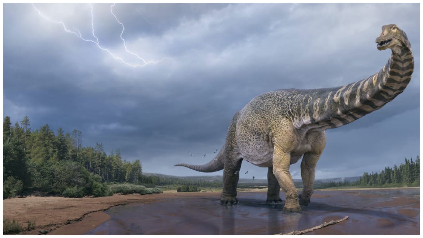 Australia, scoperto il dinusauro più grande mai esistito, l’Australotitano