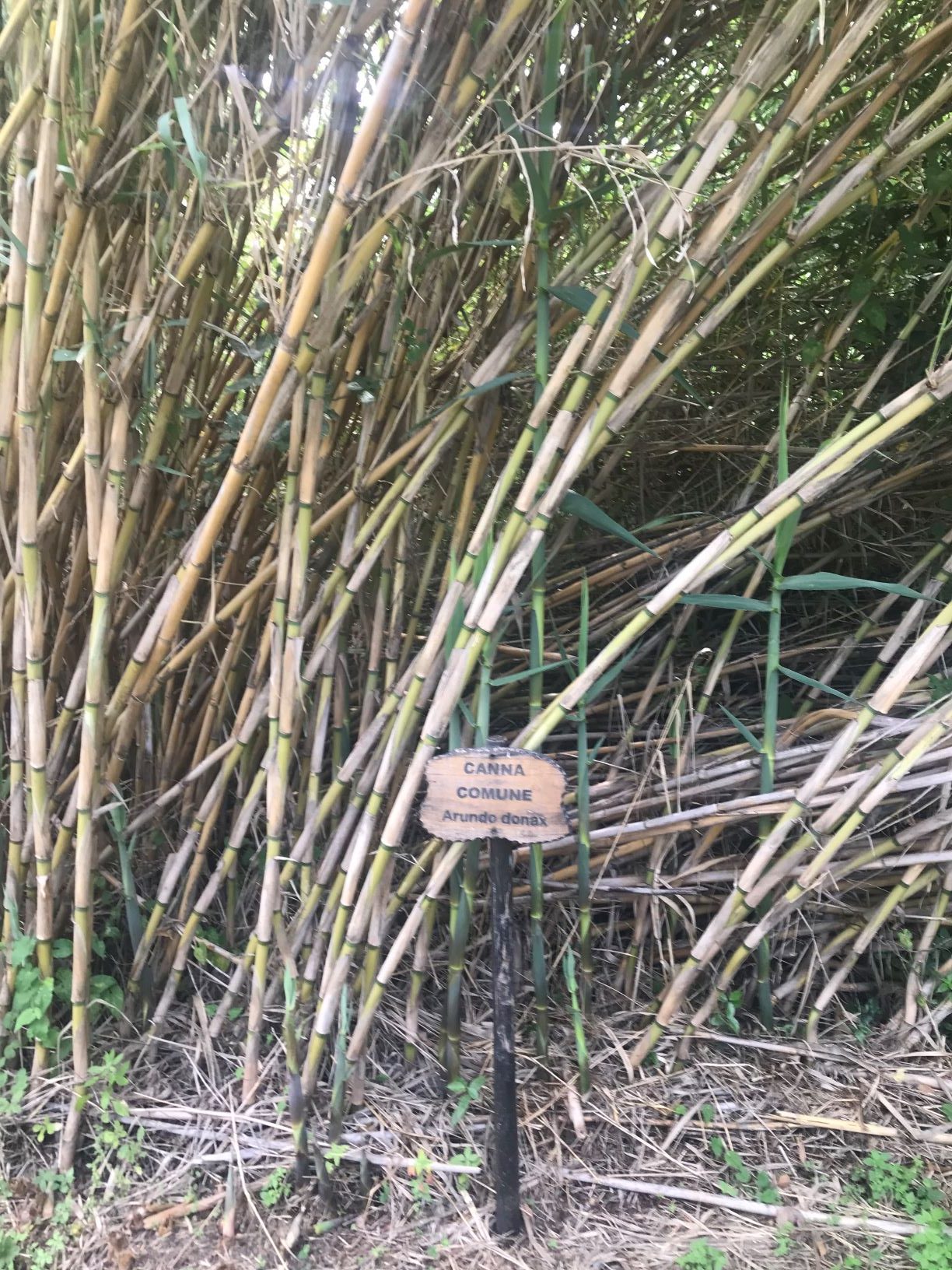 Galleria foto 'La Riserva naturale di Fiumefreddo, un’oasi da scoprire' - foto 1