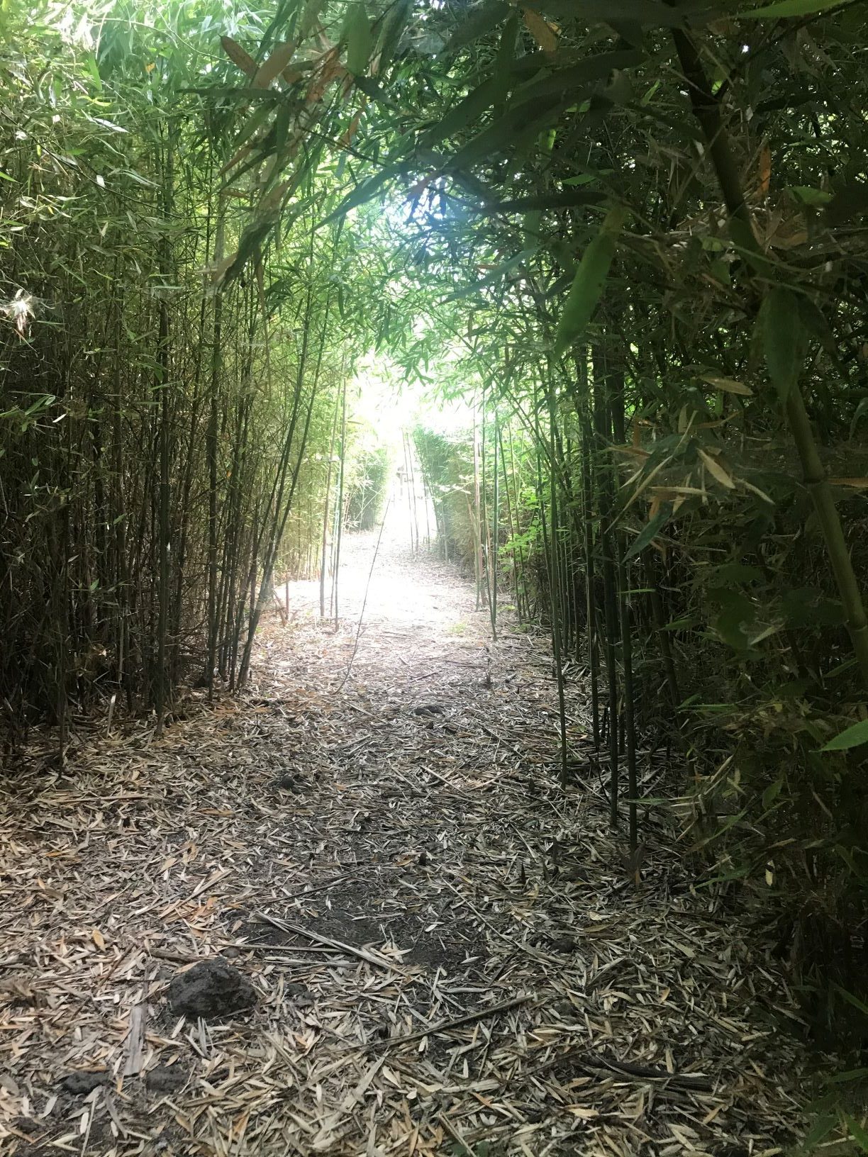 Galleria foto 'La Riserva naturale di Fiumefreddo, un’oasi da scoprire' - foto 2