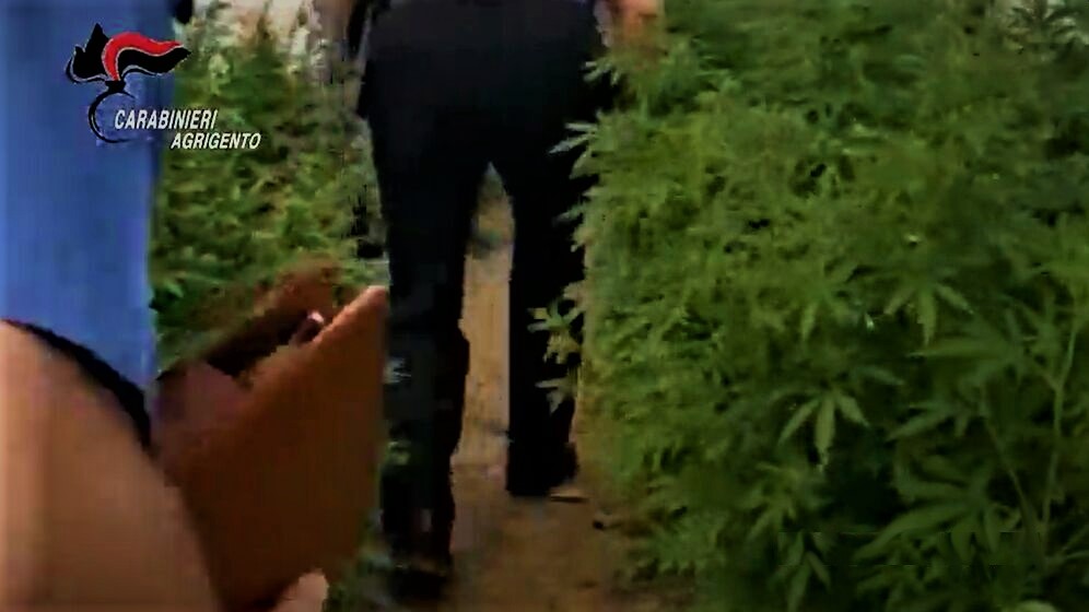 Droga, serre marijuana a Licata, tre arresti dei Carabinieri