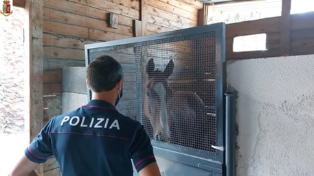 Corse clandestine di cavalli, 18 indagati e 60 denunciati nel Siracusano