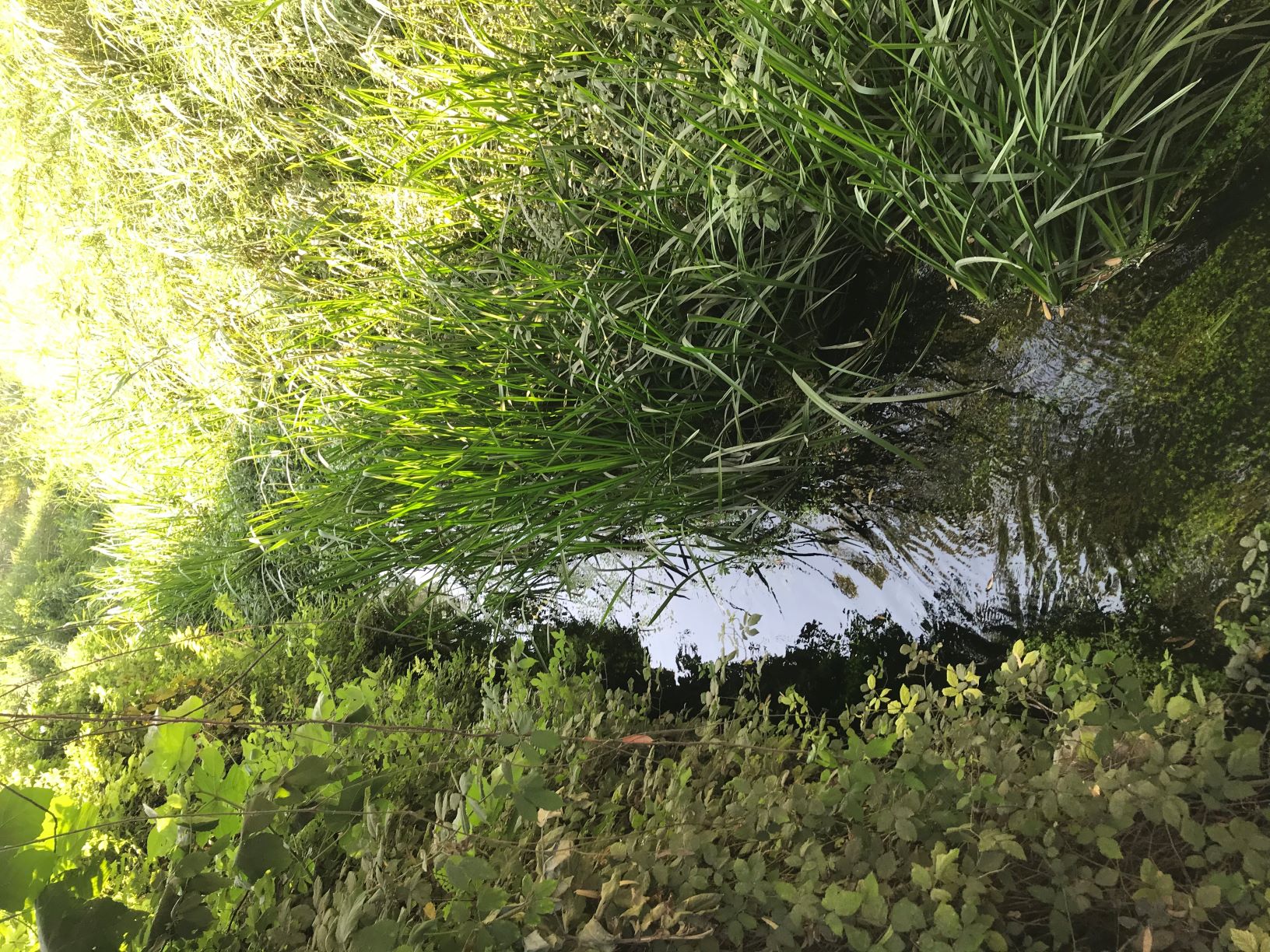 La Riserva naturale di Fiumefreddo, un’oasi da scoprire