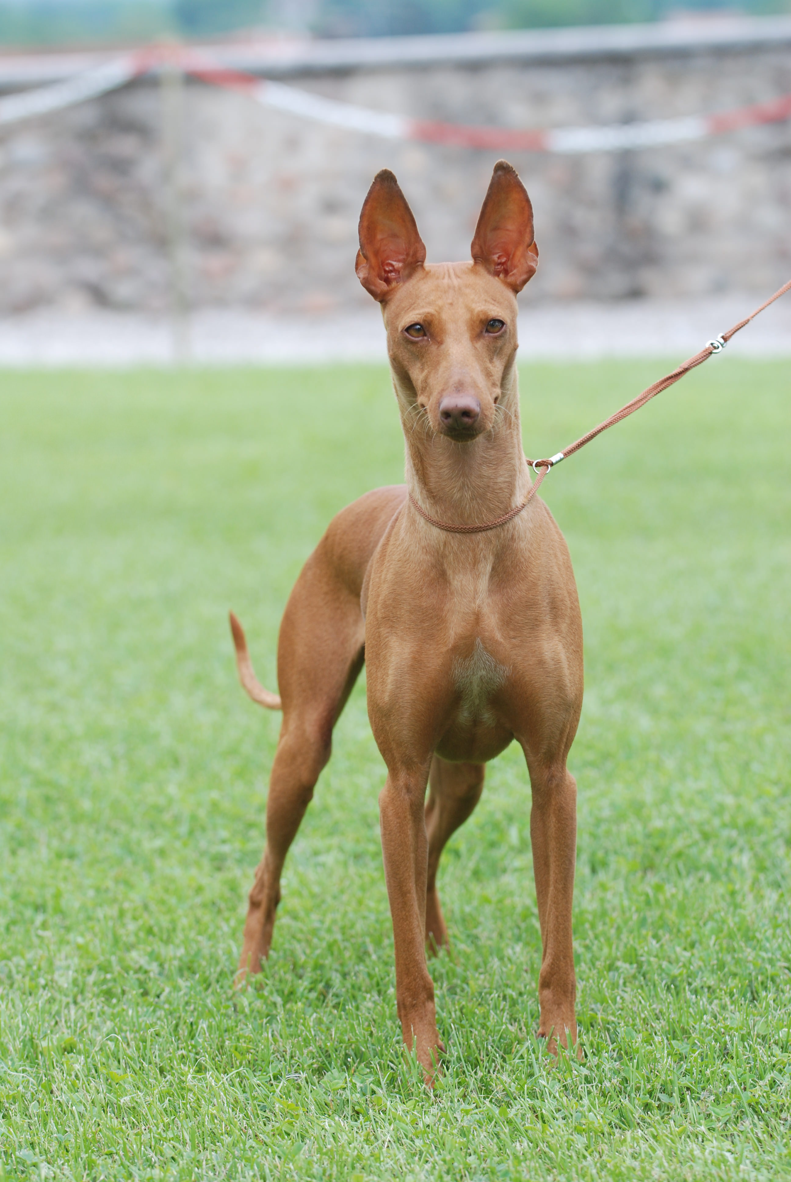 Cane cirneco dell’Etna diventa patrimonio identitario siciliano