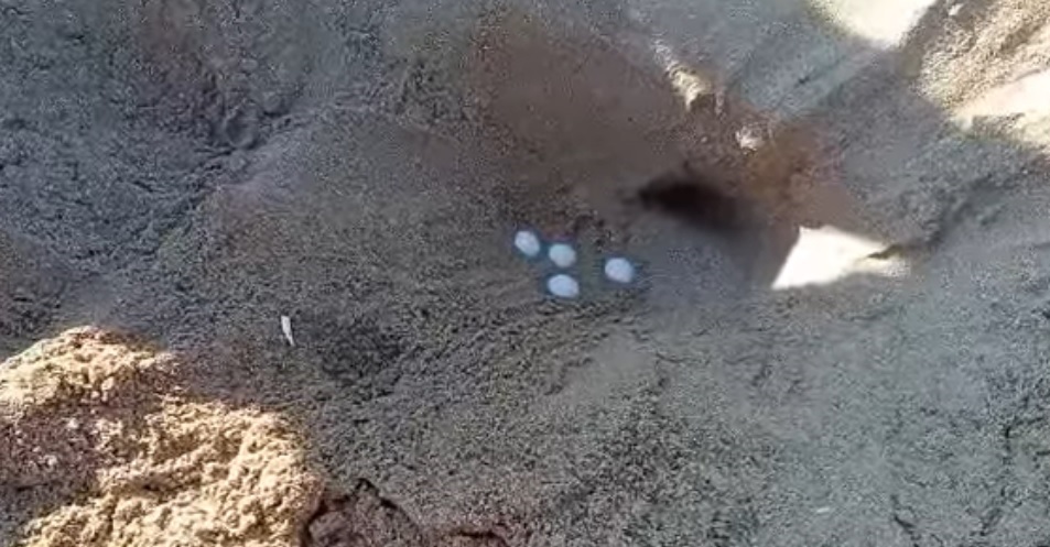 Nuovo nido di tartaruga “Caretta caretta”, è il primo a Portopalo