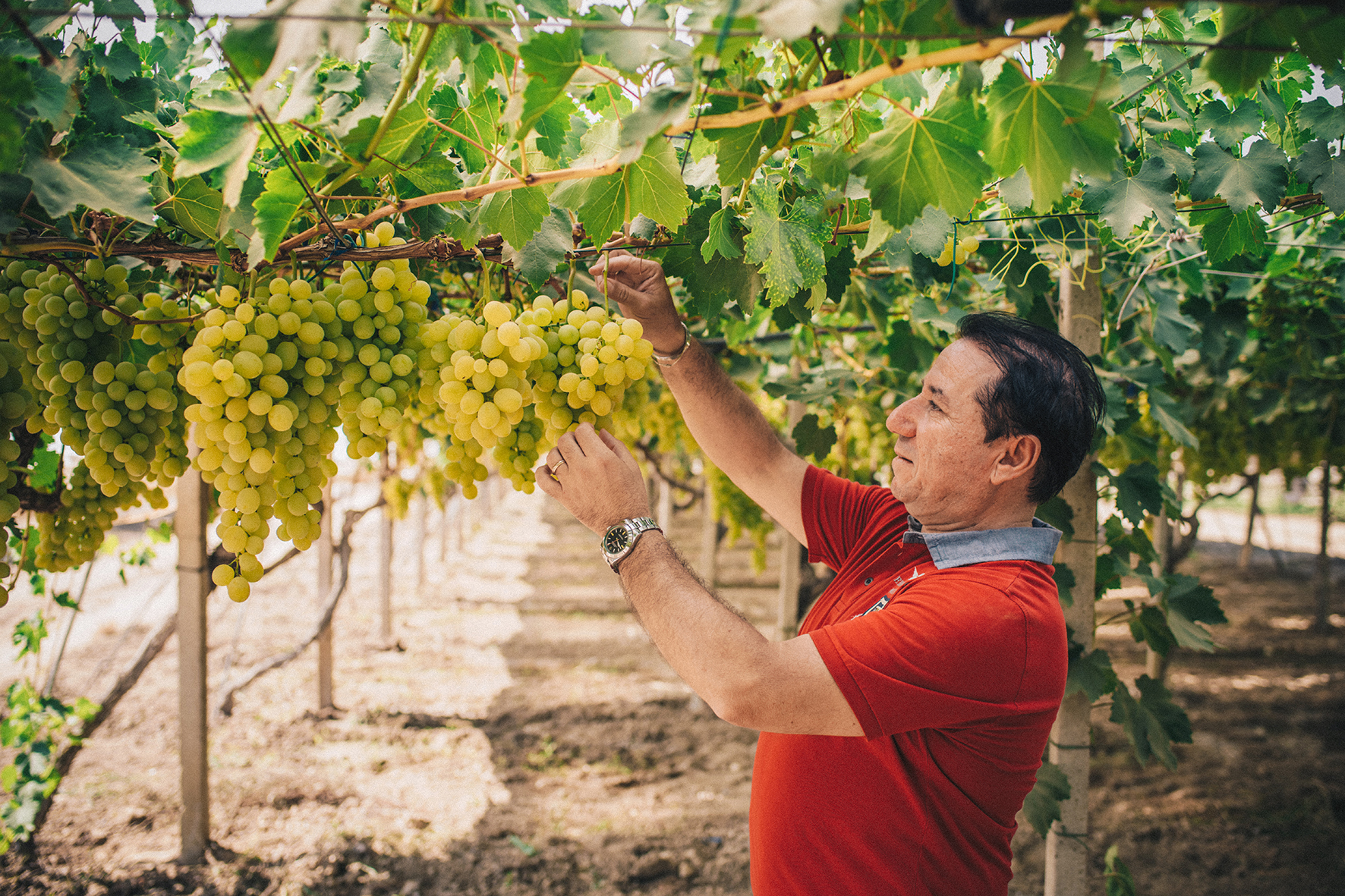 Caldo rovente e… Rdc mettono in difficoltà la produzione dell’uva