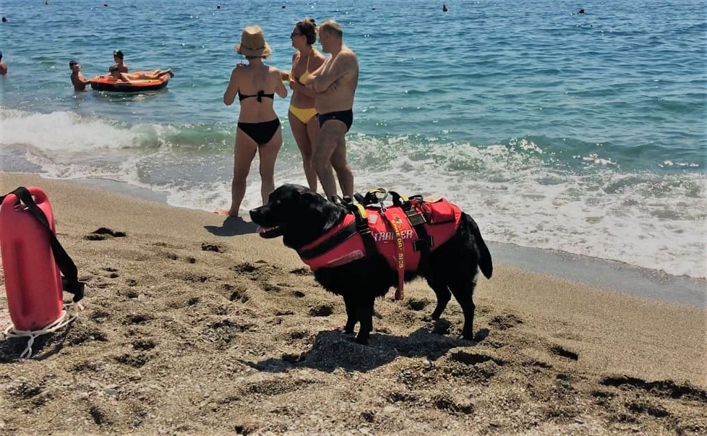 Giardini Naxos, bagnini a quattro zampe per un’estate in sicurezza Giardini Naxos, bagnini a quattro zampe per un’estate in sicurezza