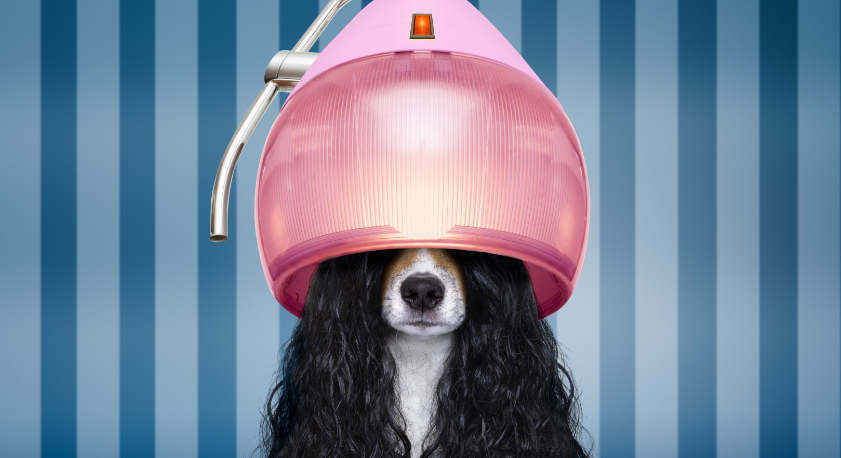 Toelettatore animali domestici, professione certificata in Sicilia