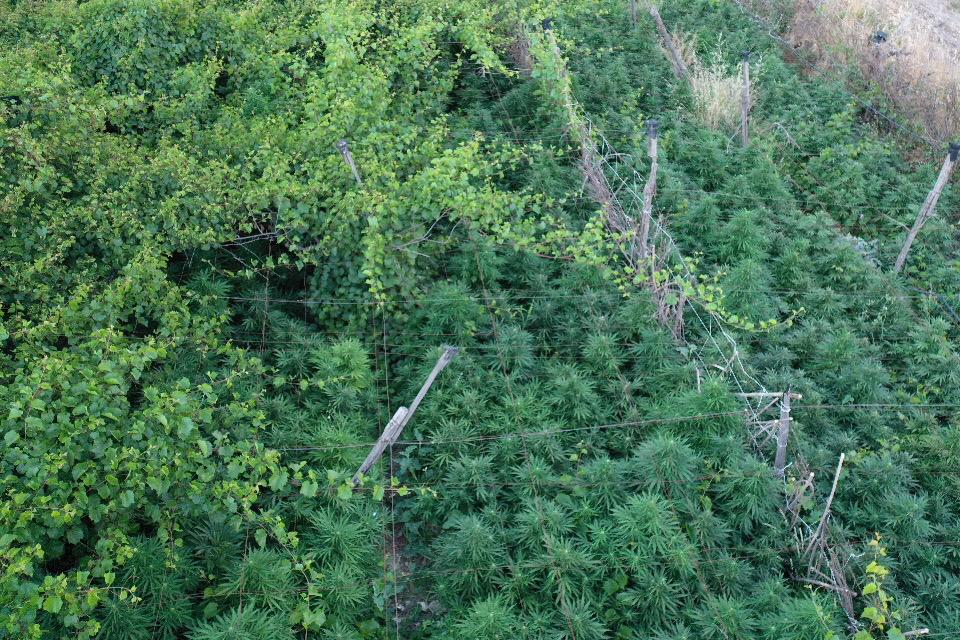 Canicattì, piantagione marijuana nascosta nel vigneto, un arresto