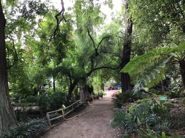 Vaccini, appuntamento culturale con dosi in orto botanico a Messina