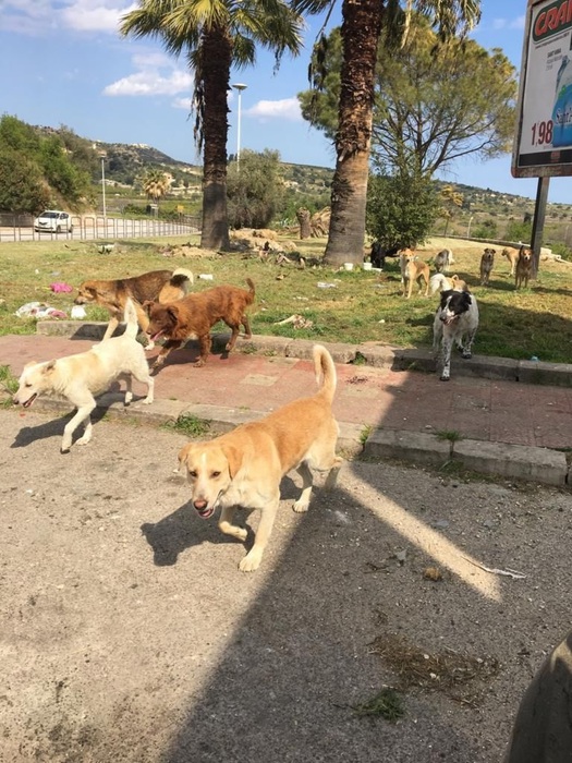 Noto, randagismo, denunciati dirigente Comune e titolare canile