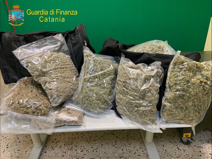 Catania, Finanza, maxi sequestro marijuana “ad alto potenziale”