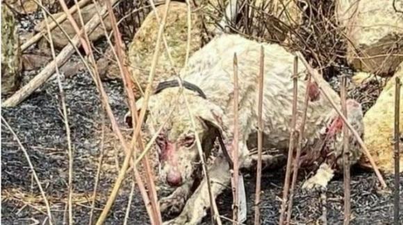 Incendi in Sardegna, cane da pastore si sacrifica per salvare il gregge