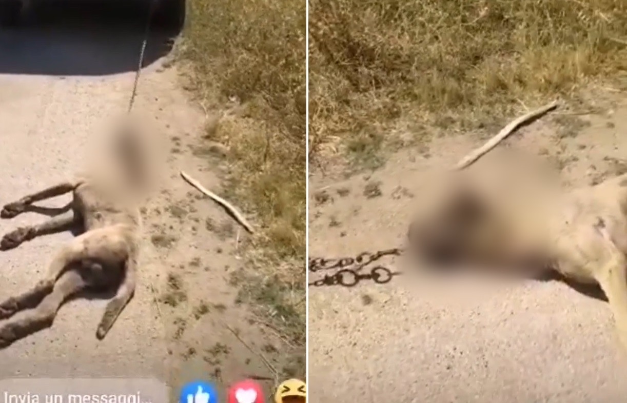 Orrore a Mazara del Vallo, uccide il cane e posta il video sui social