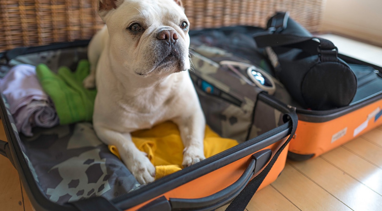 Vacanze in Italia con cani e gatti, mete, consigli e costi