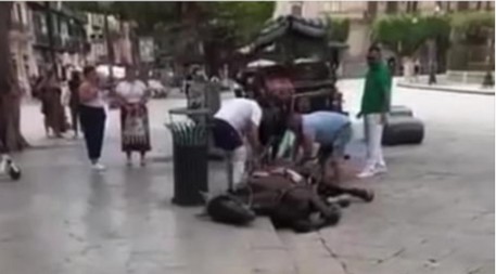 Palermo, ennesimo cavallo stramazza a terra dopo traino calesse turistico