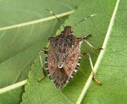 Cimice asiatica, al via piano di controllo biologico