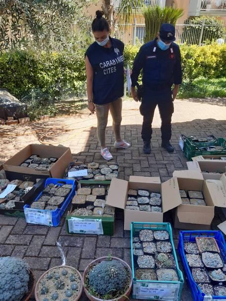 Droga, sequestrate 253 piante psicotrope Peyote, un arresto