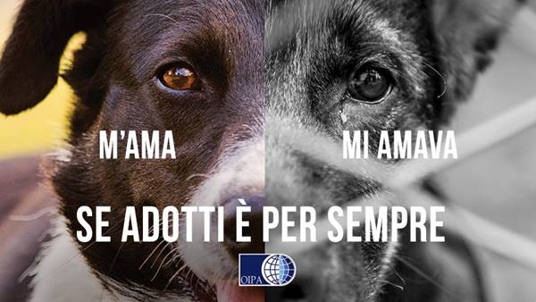 Campagna contro abbandono animali, tutti i contatti per soccorrerli