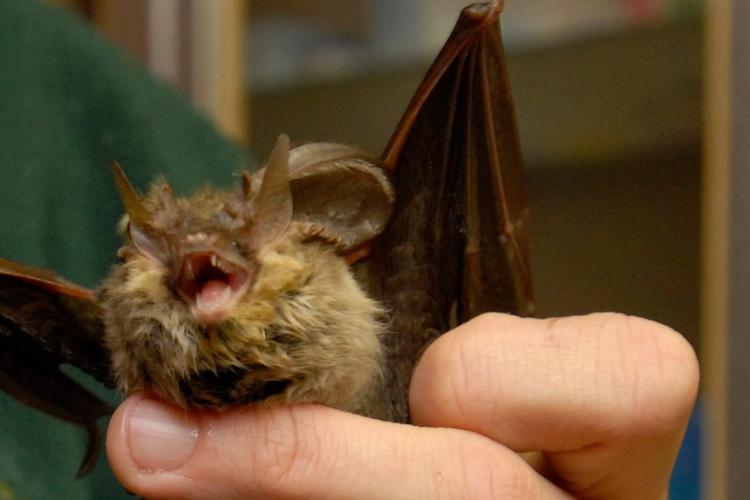 Covid, i pipistrelli si infettano ma non si ammalano, la nuova scoperta