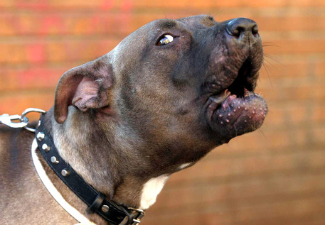 Combattimenti tra cani e scommesse illegali, 25 denunciati a Canicattì